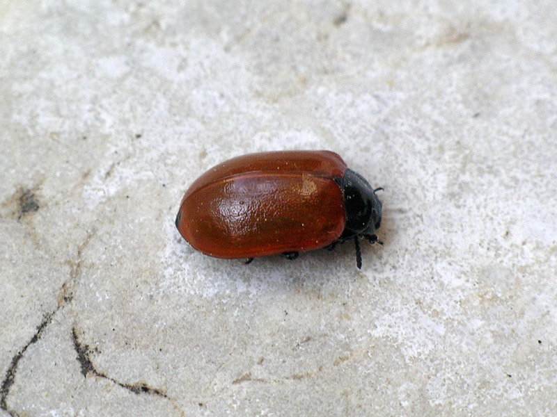 Pupa di Chrysomela populi